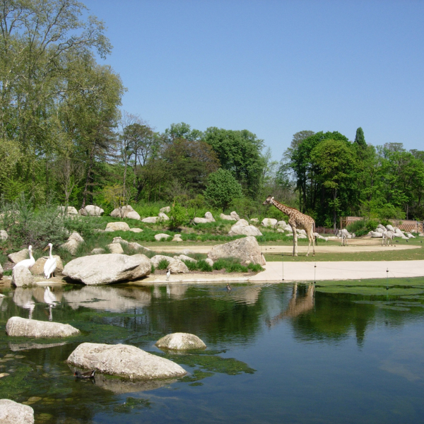 The African savanna in the zoo of Tête d'Or Park © Parc de la Tête d'Or